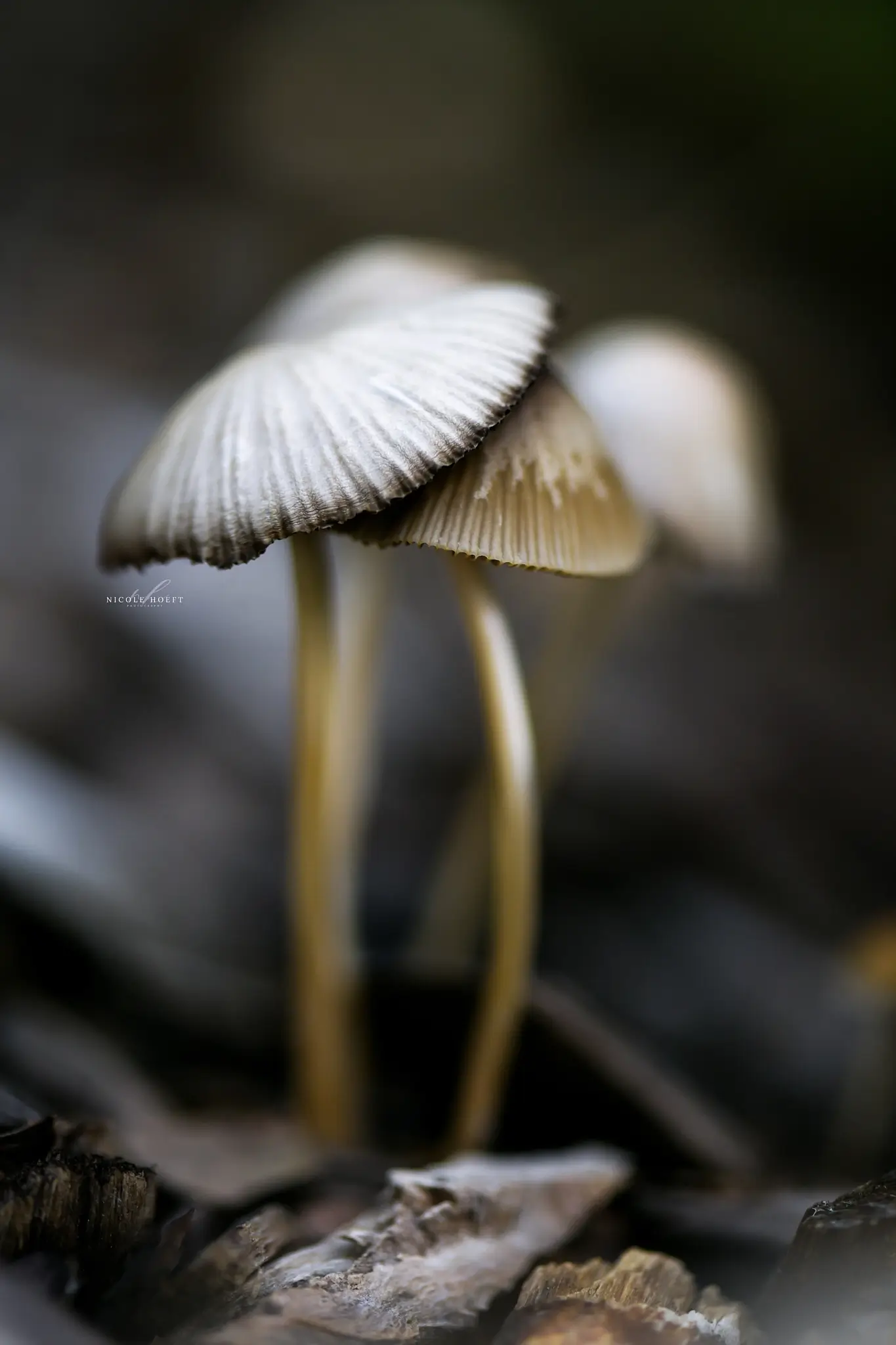 Inside the Photo - Macro image of a fungus by Nicole Hoeft