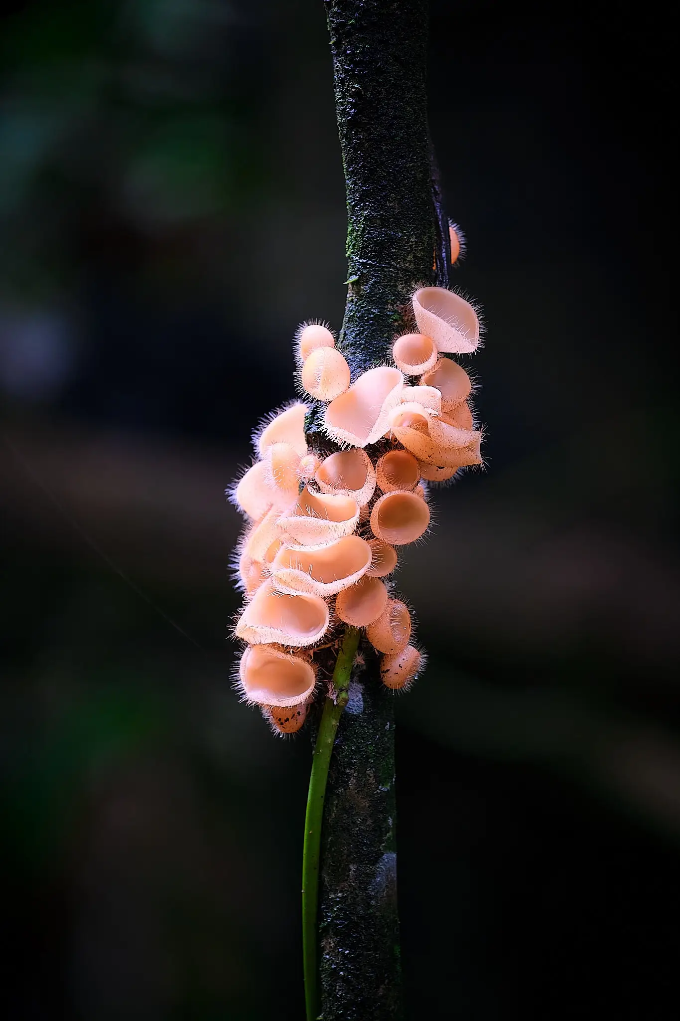 My Travel Diary Chronicles - Beautiful and coloured flowers and trees in the Amazon