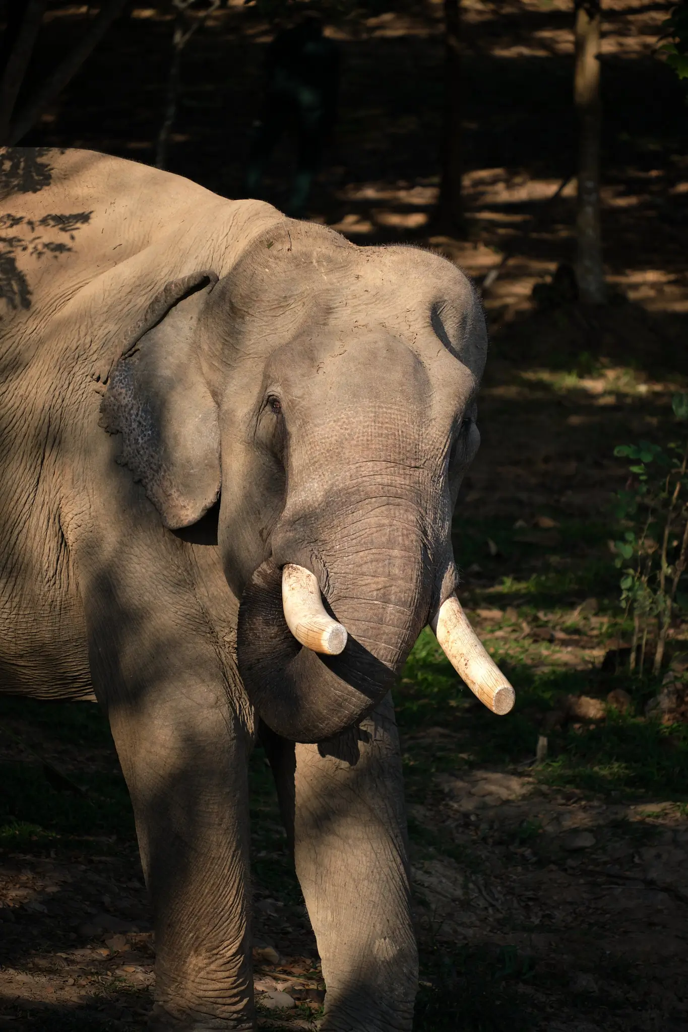 The Gentle Giants of Laos: Inside an Elephant Sanctuary